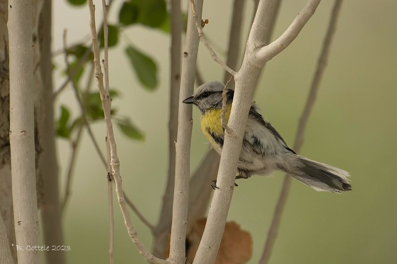 Azuurmees - Azure tit - Cyanistes cyanus