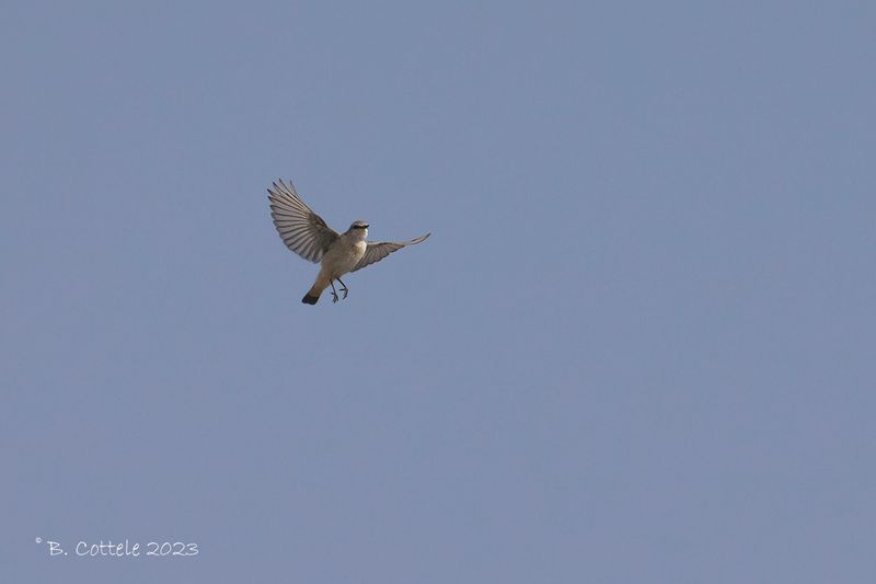 Roodstaarttapuit - Red-tailed wheatear - Oenanthe chrysopygia