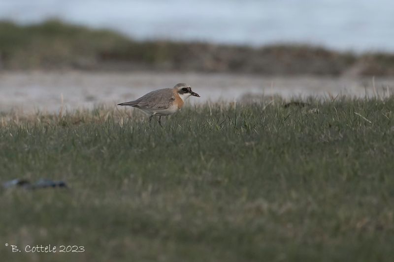 Tibetaanse plevier - Tibetan sand plover - Anarhynchus atrifrons