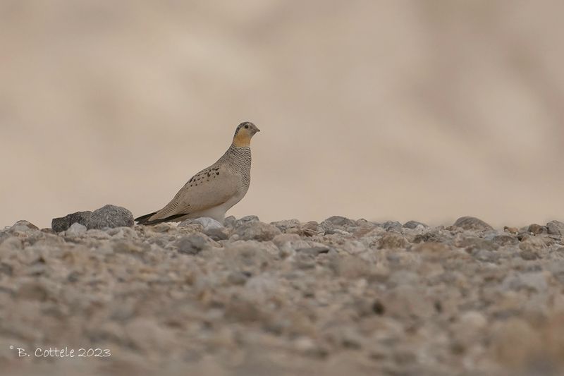 Tibetaans steppehoen - Tibetan sandgrouse - Syrrhaptes tibetanus