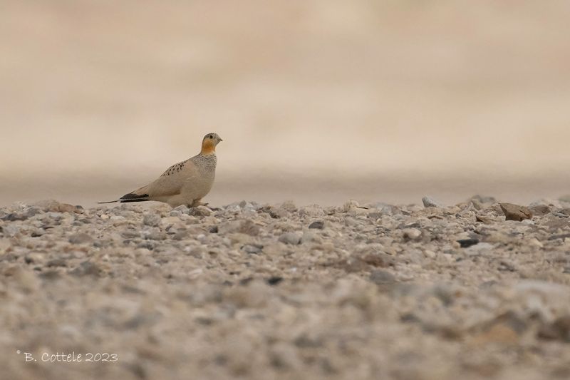 Tibetaans steppehoen - Tibetan sandgrouse - Syrrhaptes tibetanus