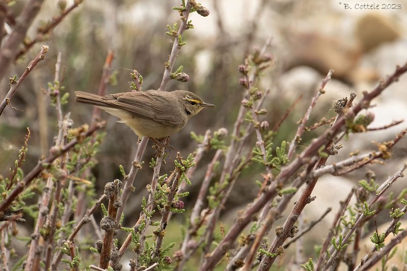 Steenboszanger - Sulphur-bellied warbler - Phylloscopus griseolus