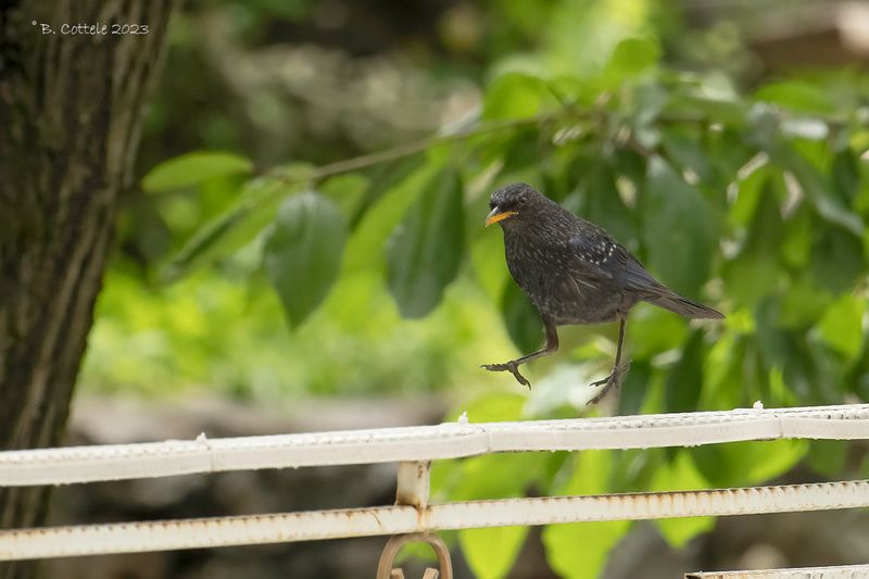 Chinese fluitlijster - Blue whistling thrush - Myophonus caeruleus