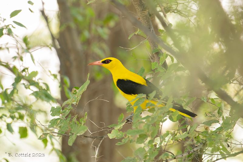 Indiase wielewaal - Indian golden oriole - Oriolus kundoo