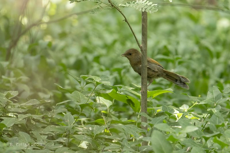 Borstellijstergaai - Streaked laughingthrush - Trochalopteron lineatum