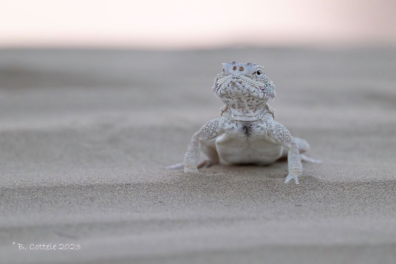 Baard-paddenkopagame - Phrynocephalus mystaceus