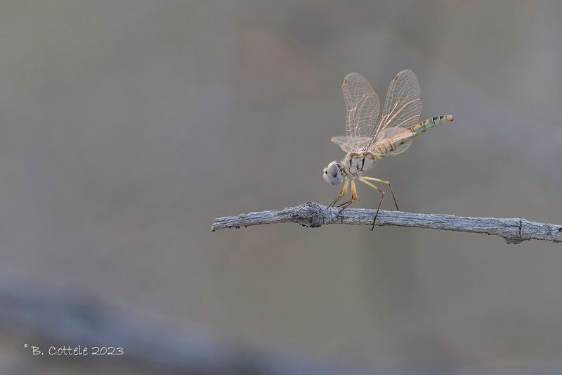 Windvaantje - Black pennant - Selysiothemis nigra