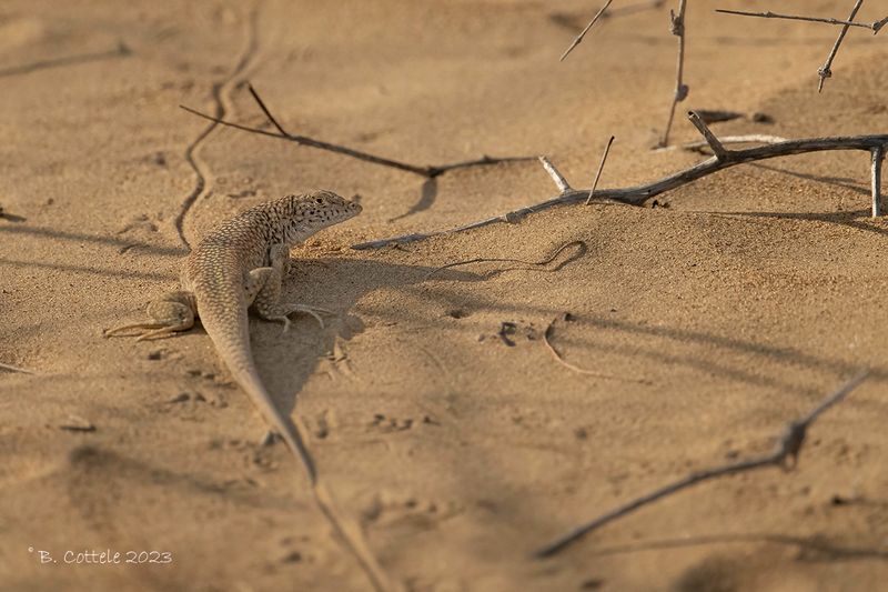 Reticulate racerunner - Eremias grammica