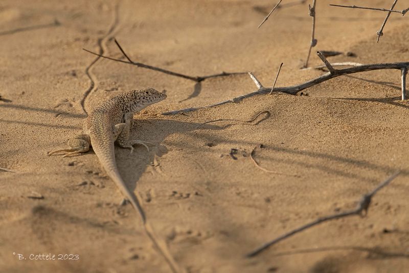 Reticulate racerunner - Eremias grammica 