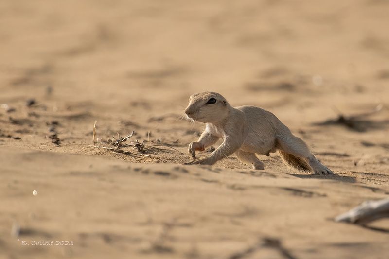 Afghaanse grondeekhoorn - Long-clawed ground squirrel - Spermophilopsis leptodactylus