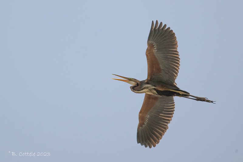Purperreiger - Purple heron - Ardea purpurea