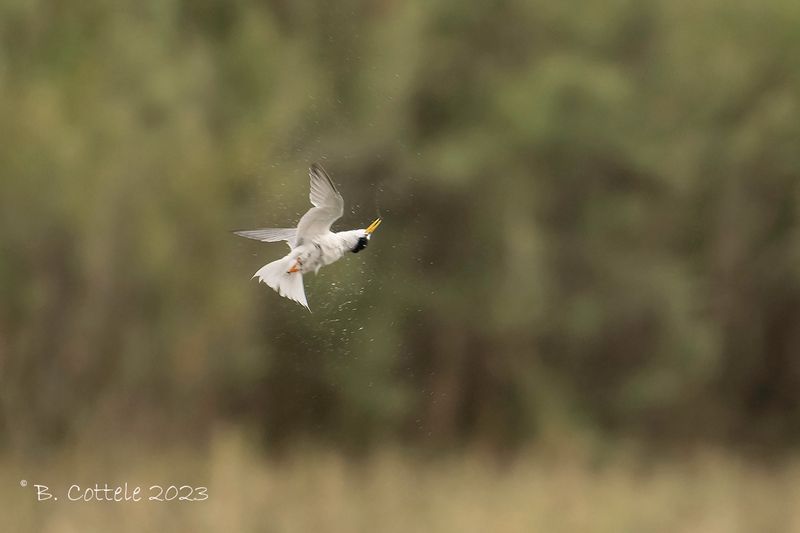 Dwergstern - Little tern - Sternula albifrons