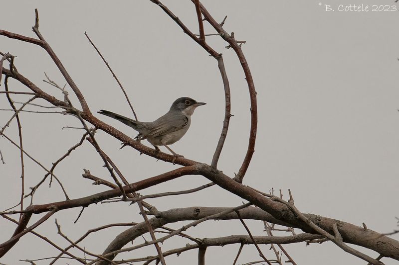 Mntris zwartkop - Menetriess warbler - Curruca mystacea