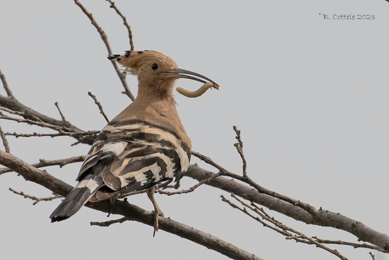 Hop - Eurasian hoopoe - Upupa epops