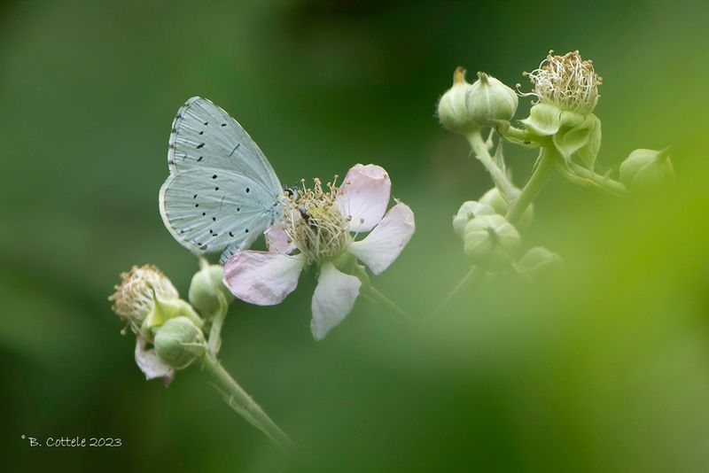 Boomblauwtje - Holly blue - Celastrina argiolus