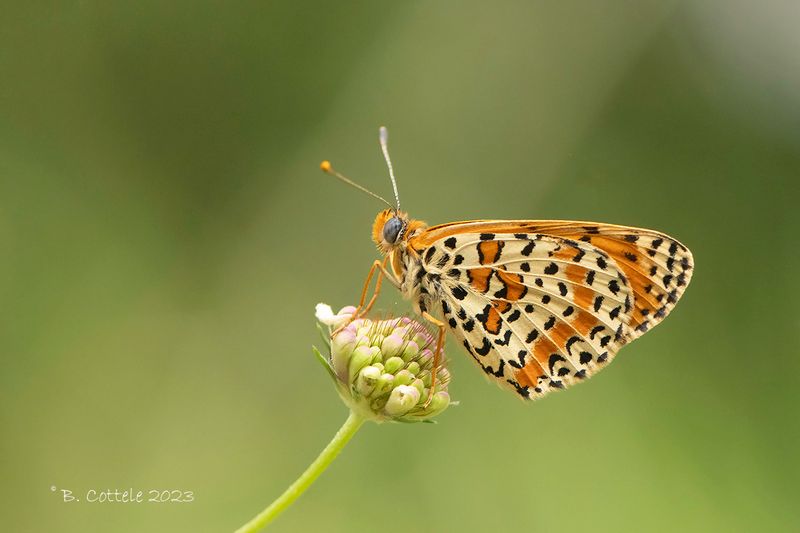 Tweekleurige parelmoervlinder - Spotted fritillary - Melitaea didyma