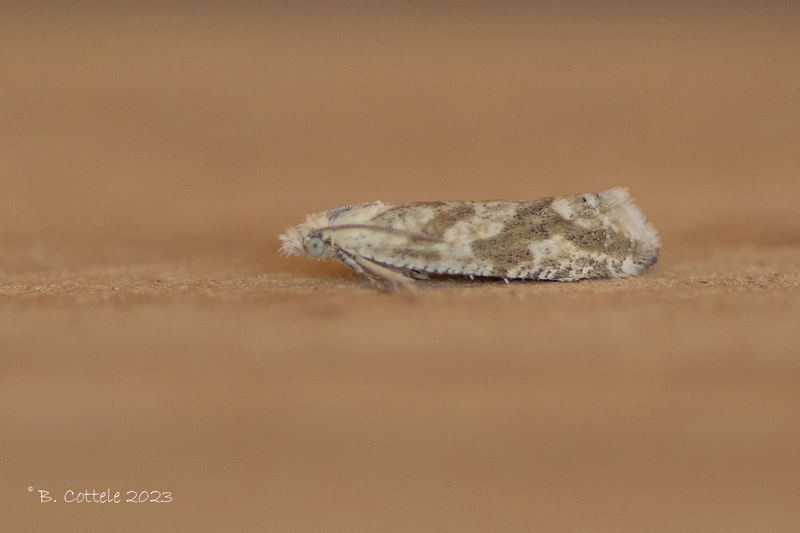 Citroenbladroller - Lemon bell - Thiodia citrana