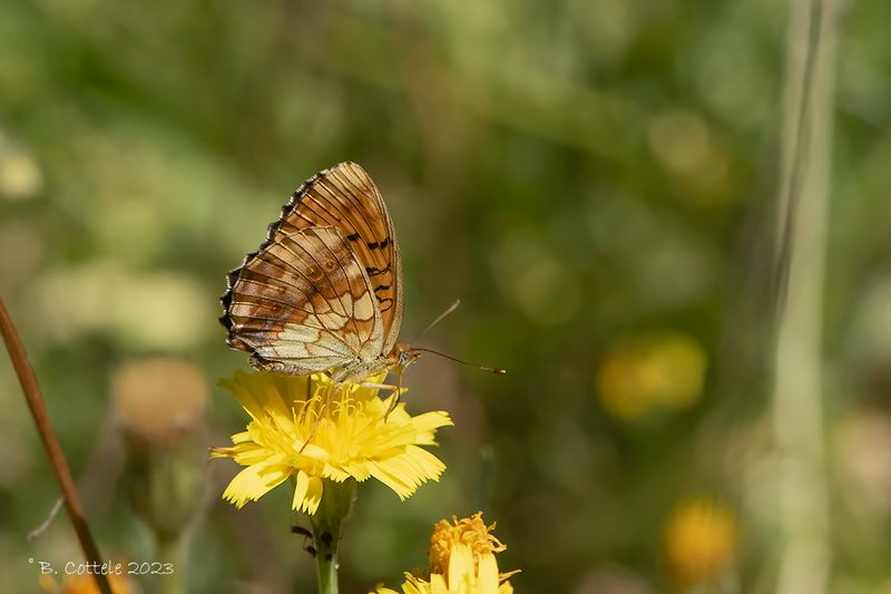 Braamparelmoervlinder - Marbled fritillary - Brenthis daphne