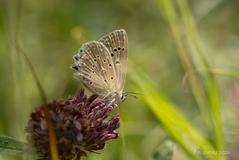 Getand blauwtje - Meleagers blue - Polyommatus daphnis