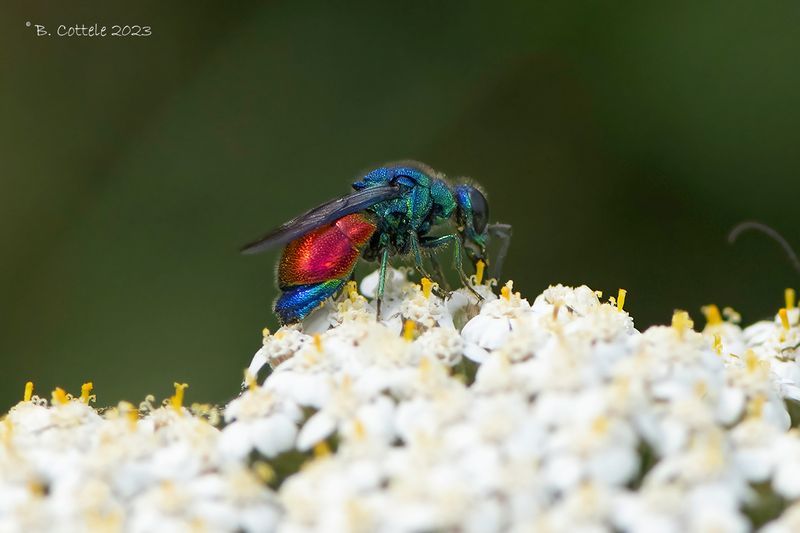 Stilbum cyanurum 