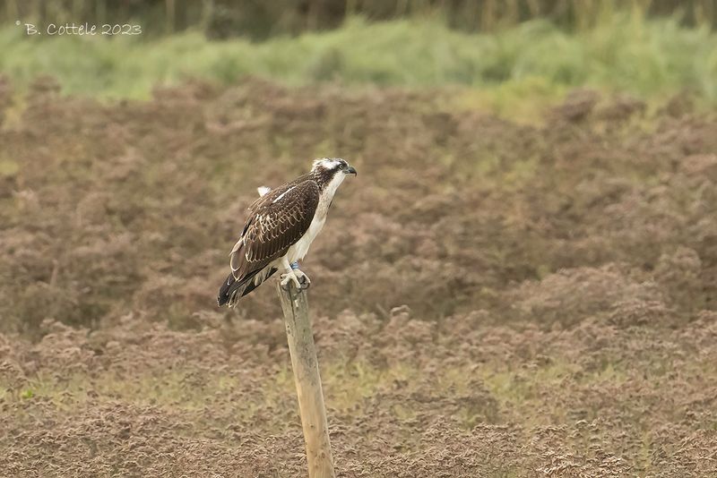 Visarend - Osprey - Pandion haliaetus
