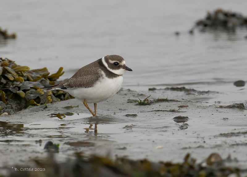 Bontbekplevier - Common ringed plover - Charadrius hiaticula