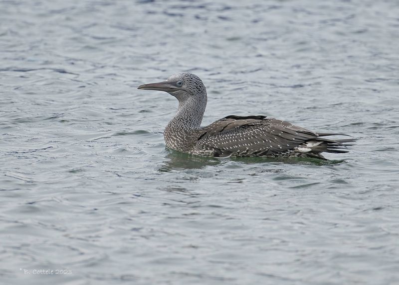 Jan-van-gent - Gannet - Morus bassanus