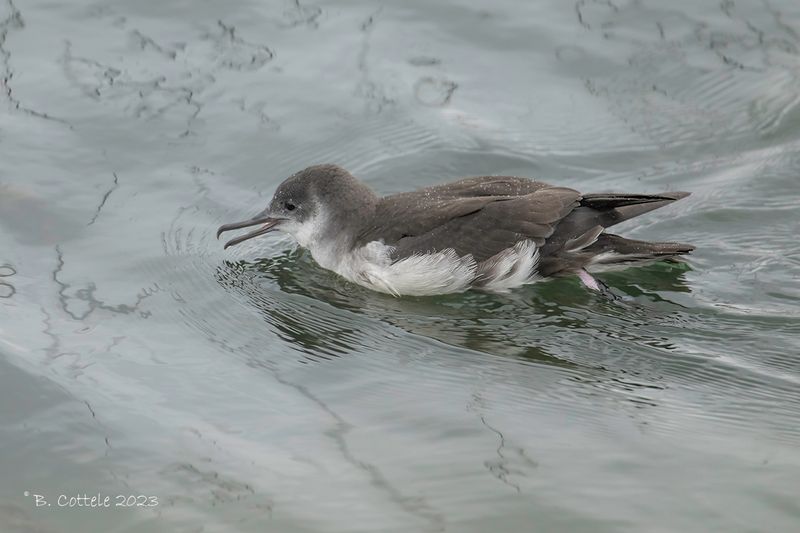 Noordse pijlstormvogel - Manx shearwater - Puffinus puffinus