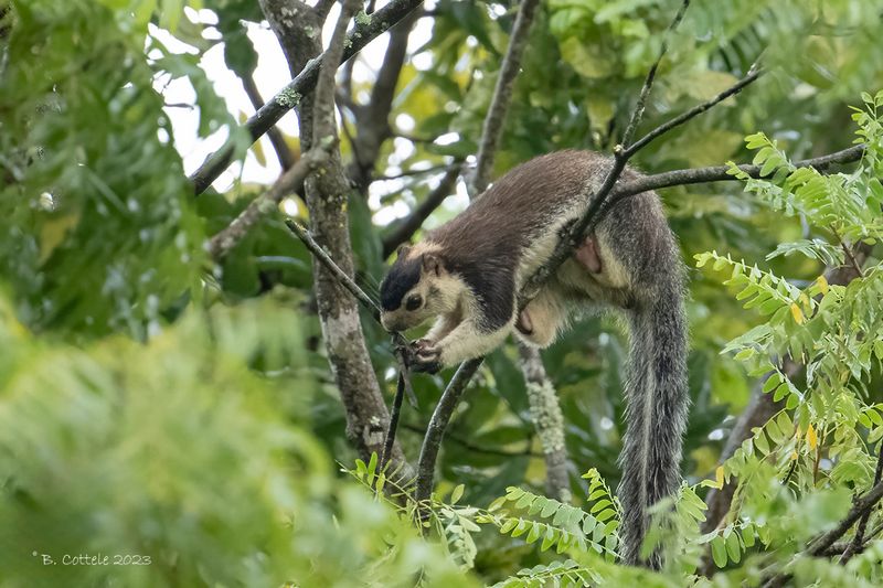 Grizzled giant squirrel - Ratufa macroura