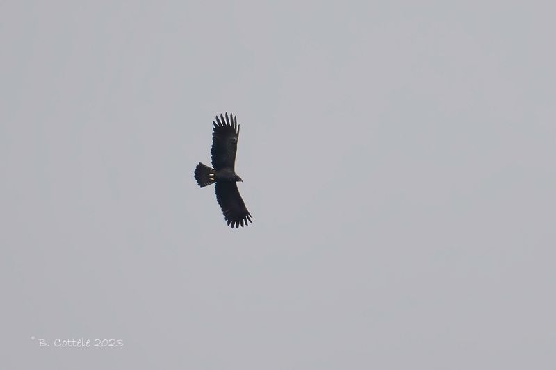 Indische zwarte arend - Black eagle - Ictinaetus malaiensis