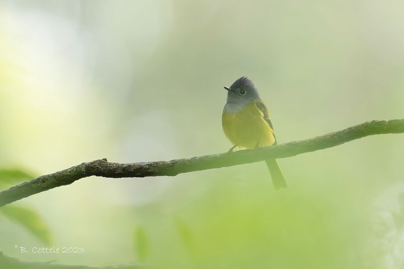 Grijskopvliegenvanger - Grey-headed canary-flycatcher - Culicicapa ceylonensis