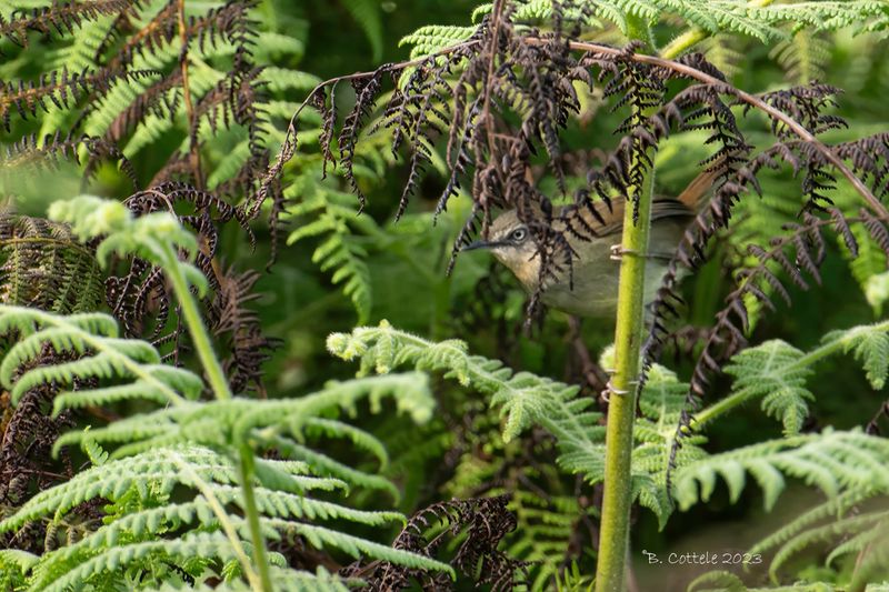 Ceylonese struikzanger - Sri Lanka bush warbler - Elaphrornis palliseri