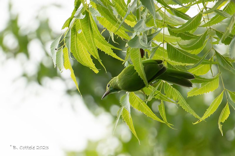 Jerdons bladvogel - Jerdon's leafbird - Chloropsis jerdoni