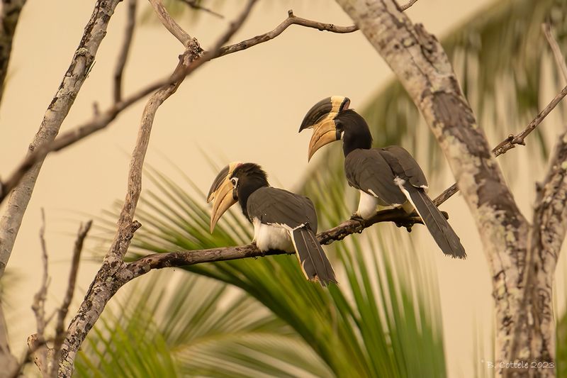 Malabarneushoornvogel - Malabar pied hornbill - Anthracoceros coronatus
