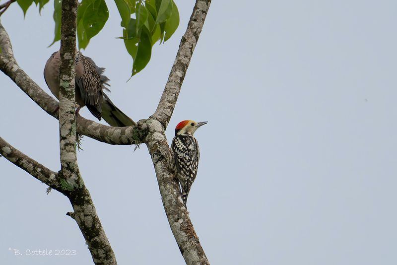 Indische bonte specht - Yellow-crowned woodpecker - Leiopicus mahrattensis