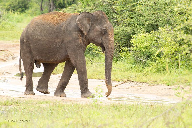 Sri lankaanse olifant - Sri Lanan elephant - Elephas maximus maximus