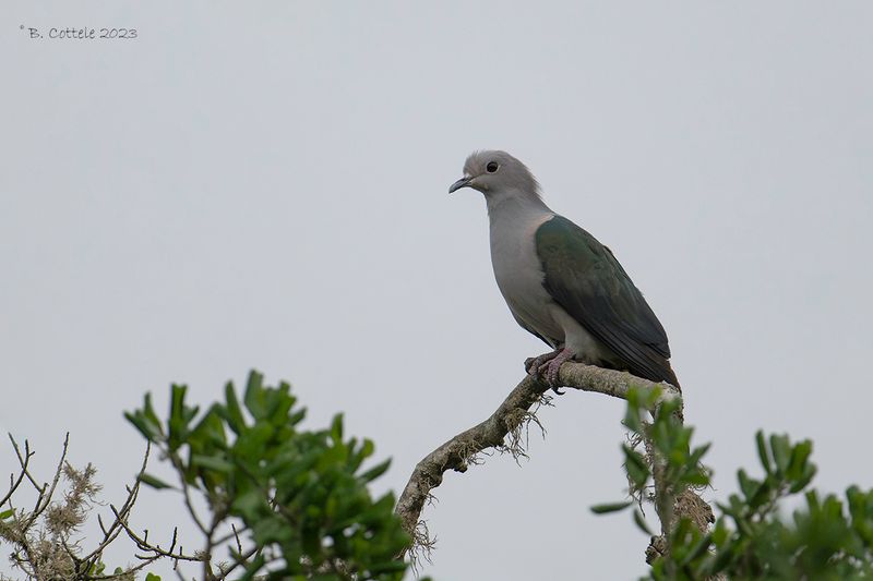 Groene muskaatduif - Green imperial pigeon - Ducula aenea