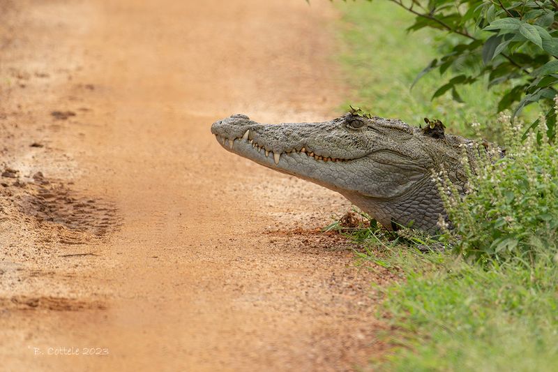 Moeraskrokodil - Mugger crocodile - Crocodylus palustris