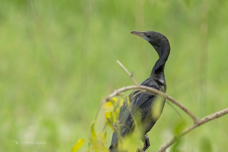 Indische dwergaalscholver - Little cormorant - Microcarbo niger