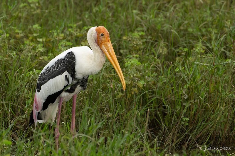 Indische nimmerzat - Painted stork - Mycteria leucocephala