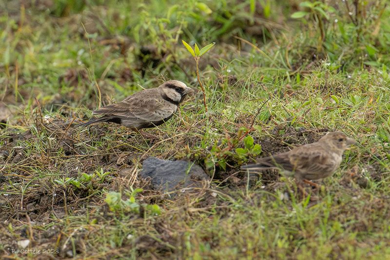 Grijskruinvinkleeuwerik - Ashy-crowned sparrow-lark - Eremopterix griseus