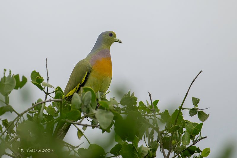 Oranjeborstpapegaaiduif - Orange-breasted green pigeon - Treron bicinctus