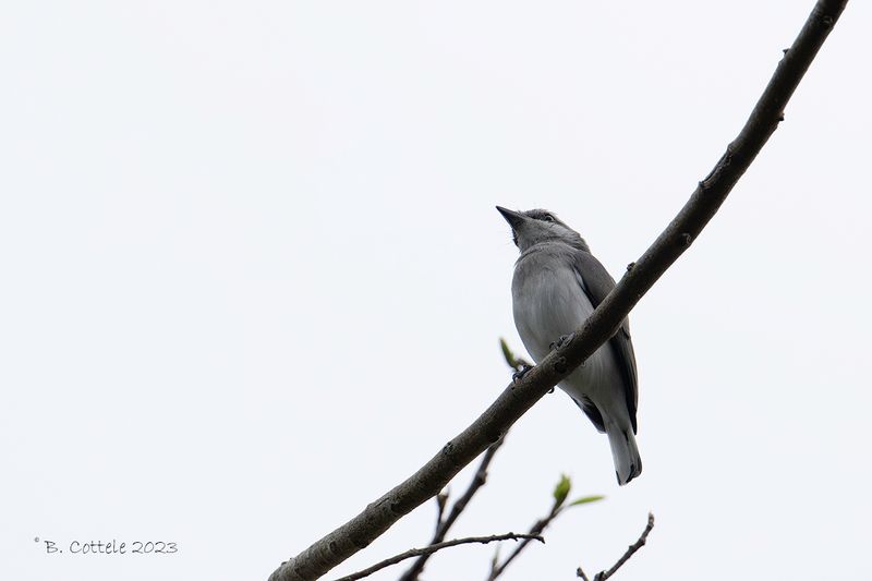 Ceylonrupsklauwier - Sri lanka woodshrike - Tephrodornis affinis