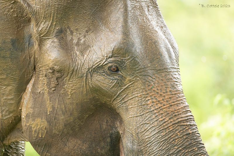 Sri lankaanse olifant - Sri Lankan elephant - Elephas maximus maximus