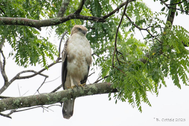 Indische kuifarend - Changeable hawk-eagle - Nisaetus cirrhatus