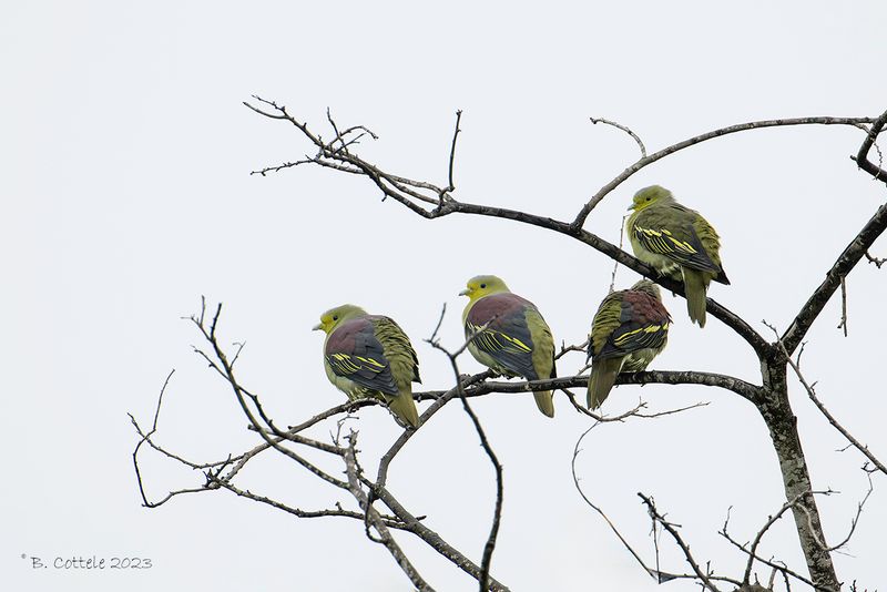 Ceylonpapegaaiduif - Sri lanka green pigeon - Treron pompadora