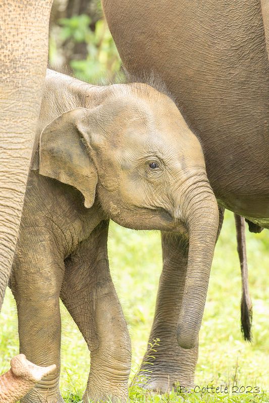Sri lankaanse olifant - Sri Lankan elephant - Elephas maxmus maximus