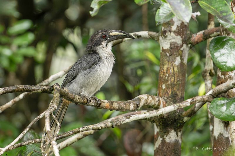 Ceylonese tok - Sri Lanka grey hornbill - Ocyceros gingalensis