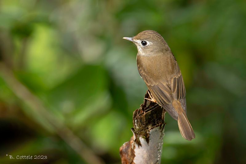 Bamboevliegenvanger - Brown-breasted flycatcher - Muscicapa muttui