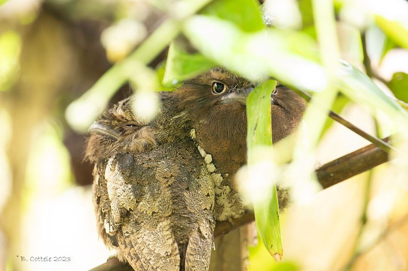 Ceylonkikkerbek - Sri Lanka frogmouth - Batrachostomus moniliger
